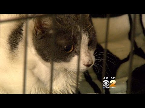 Pregnant, Abused Cat Recovering After City Councilman Rescues Her From BQE