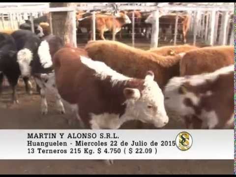 22-07-15 Venta de Machos - Martin y Alonso S.R.L. - Huanguelen.