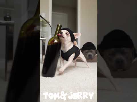 He Just Wanted a Sip… Then THIS Happened 😂🐶🍷