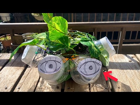 ムクドリを怖がらせるものは何ですか？鳥の餌台や庭から永遠に追い払うための 4 つのヒント  庭園