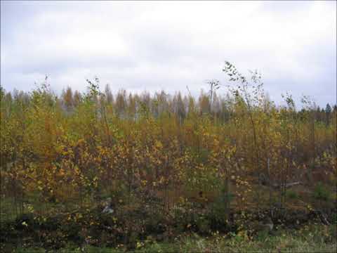 Podcast 2021 nro 5 - varhaisperkauksen saloja