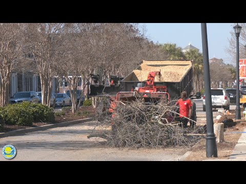 Market Common Tree and Sidewalk Replacement Project Update