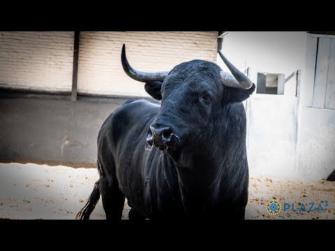 SORTEO | Novillos de Hermanos Sánchez Herrero