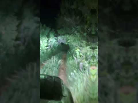 Viaje en la noche por LA Mesa de Veragua