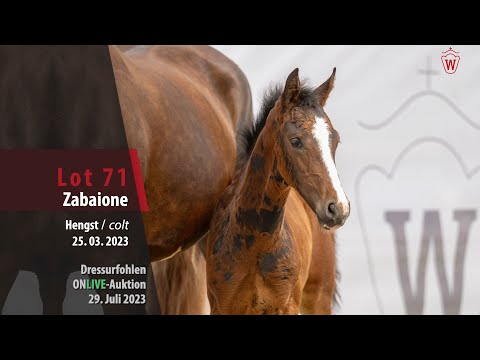 ONLIVE-AUKTION Lot 71 Zabaione Hengst v. Zoom - Sezuan's Donnerhall