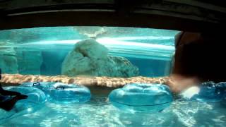 Loggerhead Lane POV Full 1080 HD  Aquatica Lazy River Tube Ride with Dolphins & Fish, 2012
