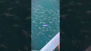 Why Oil Rig Workers Are TERRIFIED Of The Ocean 😱