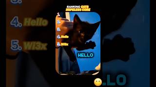 Download lagu cat hopeless core, hope core #shorts #memes #cats #funnyanimals mp3