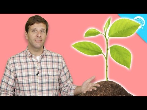 Are Plants Conscious? - YouTube