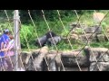 Gorilla Fight St Louis Zoo