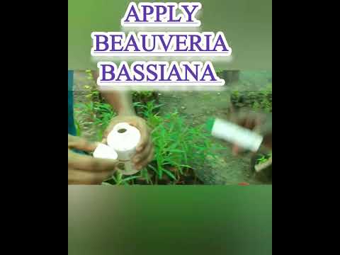 Bio Insecticides Beauveria Bassiana
