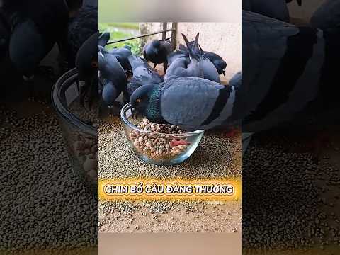 Chim bồ câu đáng thương #shorts