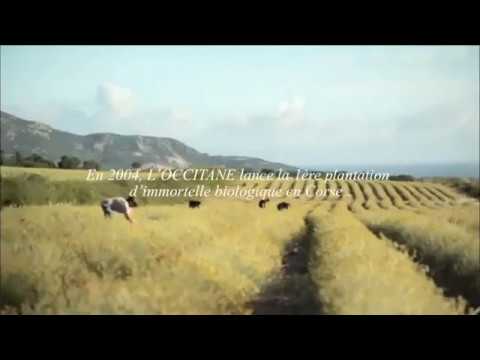 Helichrysum/smilje  the most search plant on the planet .