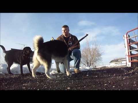 M1 Garand and Dogs