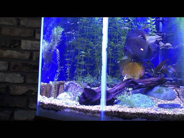 Fresh Water Discus, Neon and Guppy tank