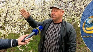 «Էս ա, ծիրանն արդեն փչացել ա». ի՞նչ վնաս է հասցրել ձյունը ծաղկած ծառերին