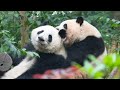 HeHua: Every time you get a chance to bite a panda head, you take it 😂😆