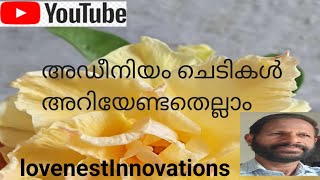 അഡീനിയം... അറിയേണ്ടതെല്ലാം.. പാർട്ട്‌.. 1