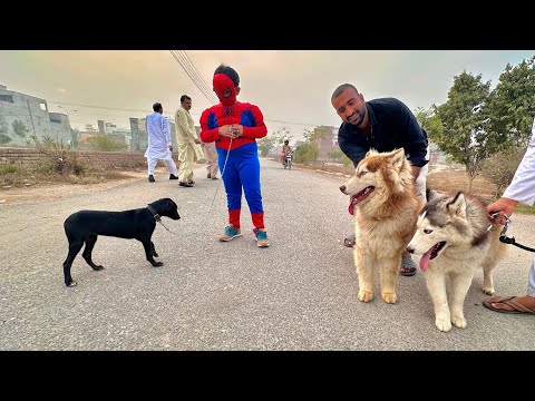 Aj Sb Dogs Ko Bahir Le Aiy Or Race Bhi Lgwai😍