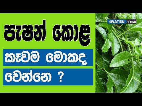 පැෂන් ෆෘට් කොළ කෑවොත් මොකද වෙන්නෙ : Benefits of passion fruit leaves