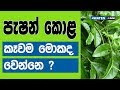 පැෂන් ෆෘට් කොළ කෑවොත් මොකද වෙන්නෙ Benefits O