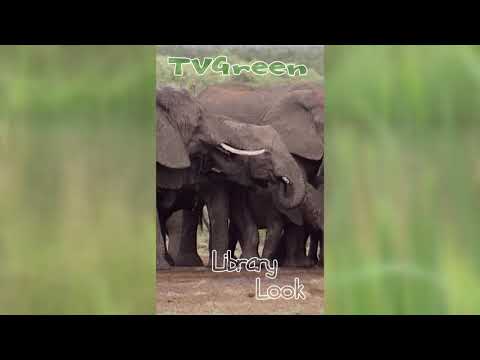 FaunaView: Krugerpark - Elephant #Shorts