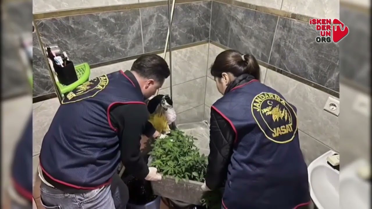 İskenderun’da Saksıda Yasaklı Madde baskını!