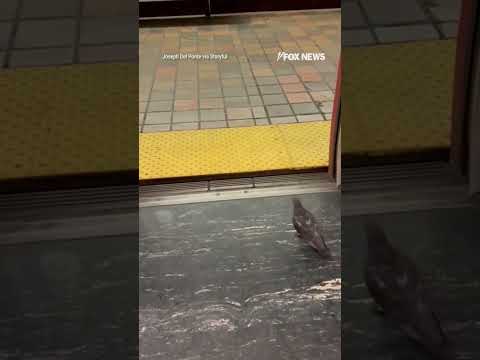 PIGEON PASSENGER: Watch as bird hops off at its train stop #shorts #foxnews #news #us