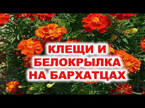 , title : 'Клещи и белокрылка на бархатцах. Как освободить цветы от ига паутинных клещей и белокрылок?'