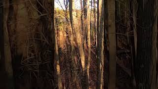 Grunting in a Giant Rutting Whitetail Buck