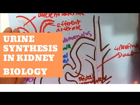 Biology - Urine Synthesis in Kidney Video