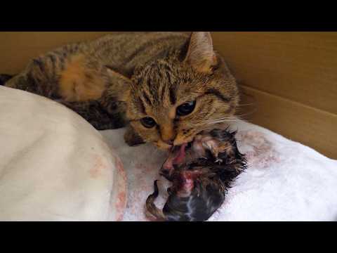 Here's what happened when Lili the cat gave birth to her second litter of kittens.