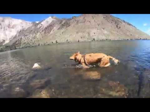 Mammoth 2020 with Walter & Ashley [Golden Retriever Puppy]