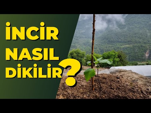 incir nasıl dikilir. incir ne zaman dikilir. #incirağacı #tropikaltopraktv