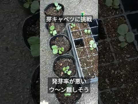 9月から2月にかけて実りの多い収穫を得るために芽キャベツを植えるにはどうすればよいでしょうか?  庭園
