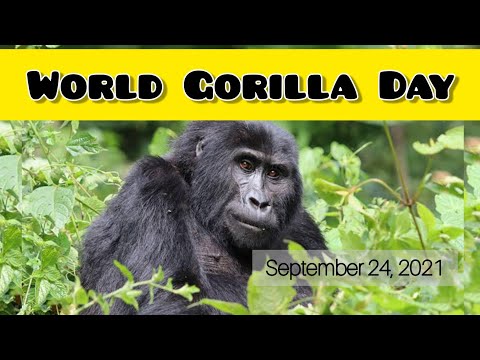 World Gorilla Day 2021 - Easy Lines On World Gorilla Day - September 24