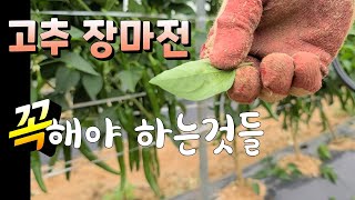 고추 장마전 꼭해야 하는 3가지 다수확 방법