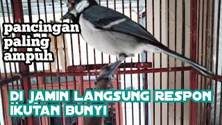 Download lagu Pancingan paling ampuh di jamin langsung respon ikutan bunyi  mp3