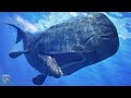 SPERM WHALE ─ The Killer of Killer Whales! Sperm Whale vs orca