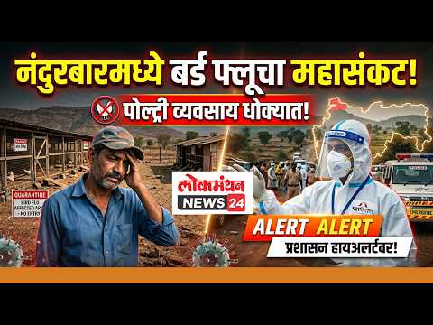 नंदुरबारमध्ये बर्ड फ्लूचा मोठा प्रादुर्भाव; पोल्ट्री व्यवसाय संकटात!, प्रशासन हायअलर्टवर!