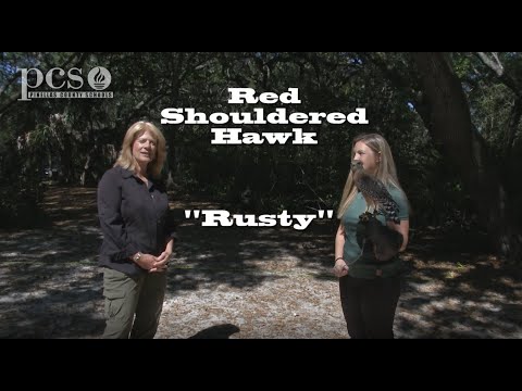 アカハシタカとアカオノスリの違いは何ですか?ソーシャルディスタンスでの生命科学