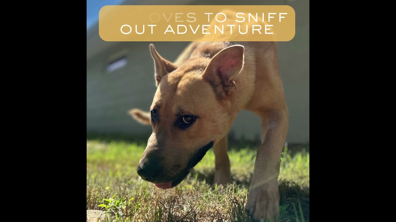 Enlarge JILES, a Adoptable mixed breed in Athens, AL video 6/6