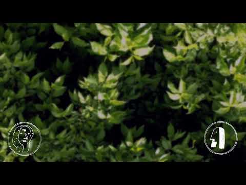 Līga Priede, Andrejs Grimms / Mežā / Imants Kalniņš, Sarodžini Naidu