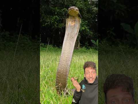The King Cobra is TERRIFYING