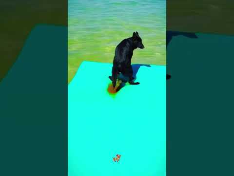 Dog pooping #pets #dog #poop #doglife #funny