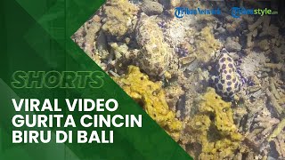 Viral Temuan Gurita Cincin Biru di Pantai Daerah Sanur Bali, Salah Satu Hewan Berbahaya di Dunia
