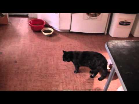 Cats Living In Harmony Part 3