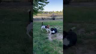 Video preview image #1 Border Collie Puppy For Sale in Emmett, ID, USA