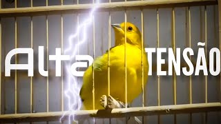 Canário da Terra Alta Tensão 