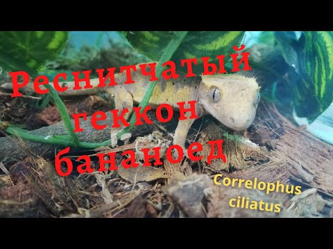 РЕСНИТЧАТЫЙ ГЕККОН БАНАНОЕД